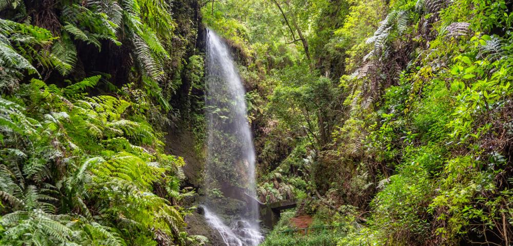 Flora, rastlinstvo, Kanarski otoki, La Palma