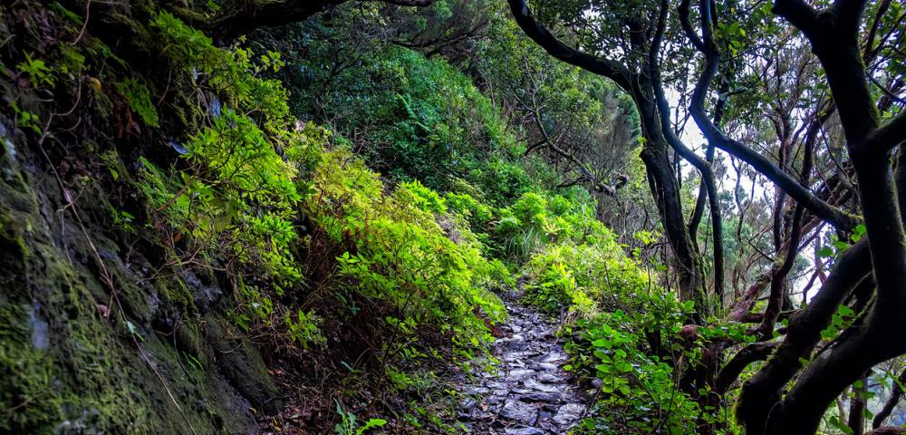 Flora, rastlinstvo, gozd v oblakih, Kanarski otoki, La Palma