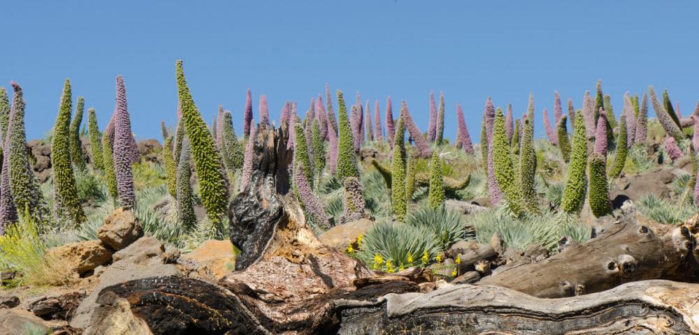 Unikatna flora, Kanarski otoki, La Palma