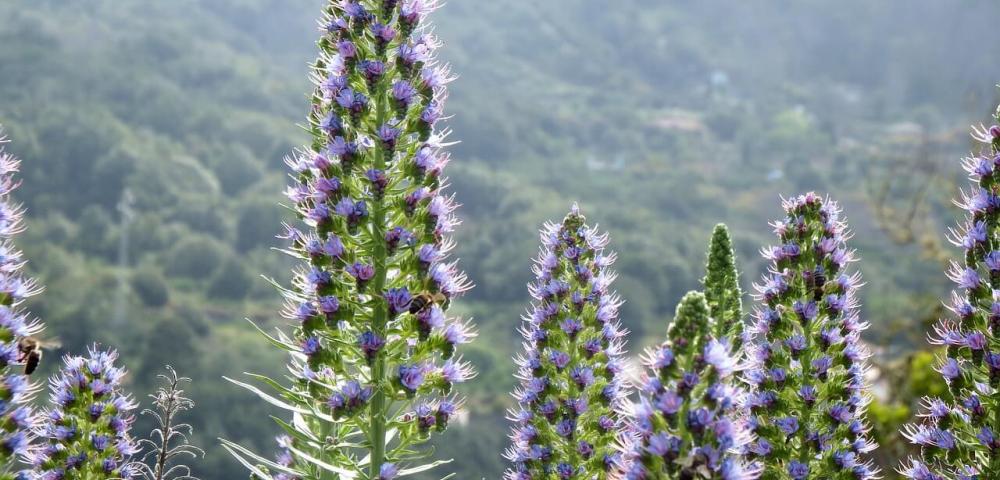 Unikatna flora, Kanarski otoki, La Palma